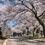 Cherry Blossoms