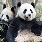 Pandas