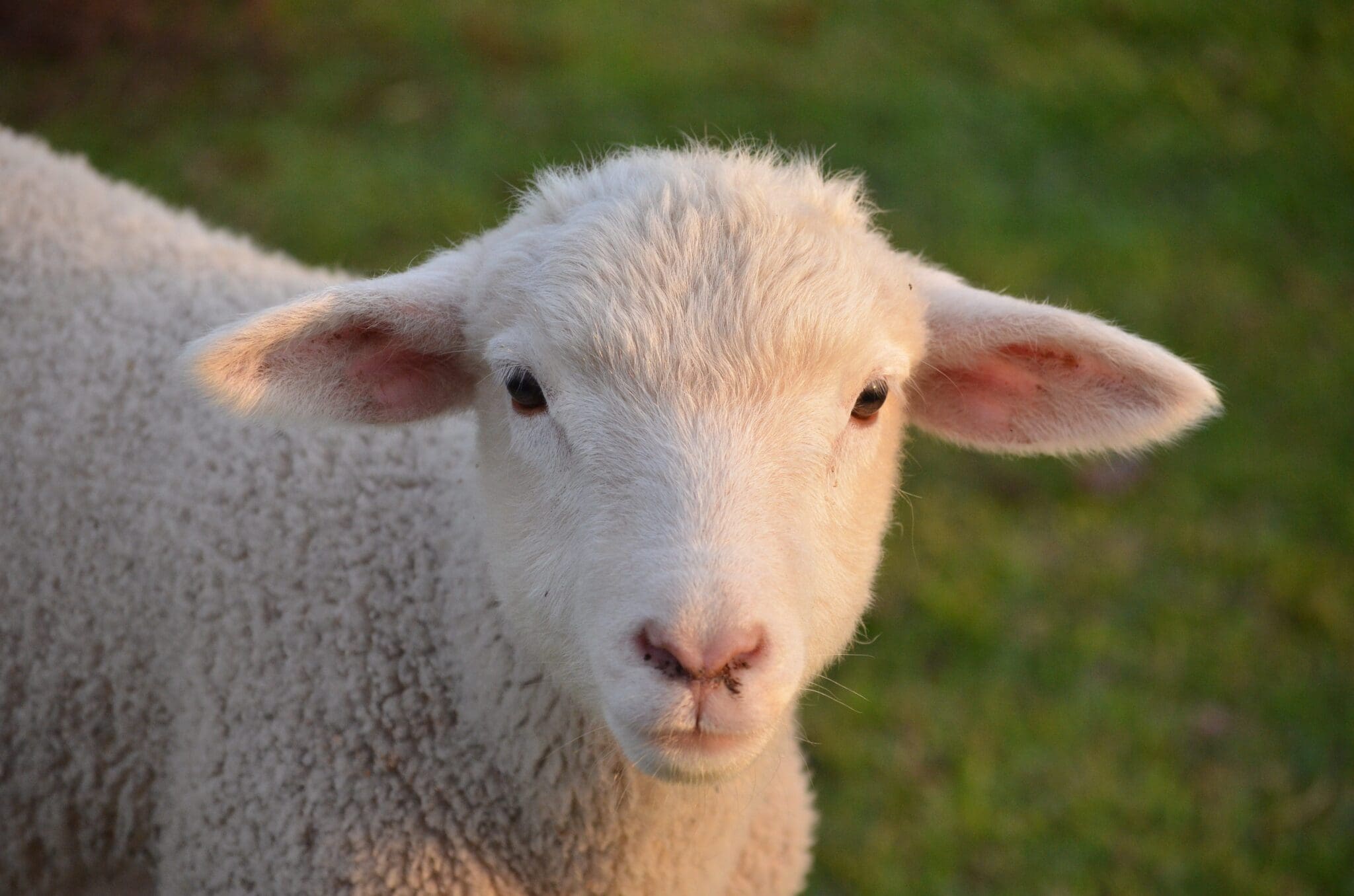 Riverdale Farm/Park Walking Tour | ILAC